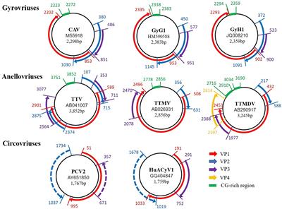 Gyrovirus: current status and challenge